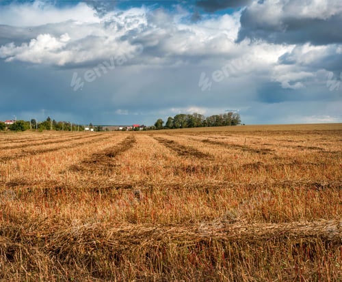 Preview: landscape with winding brown rows of mowed buckwheat, trees on the horizon and a blue sky clouds