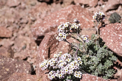 Preview: Alpine false candytuft wildflowers