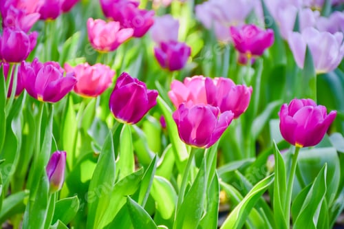 Preview: Tulip flowers for decoration, beauty, postcard and agricultural concept design