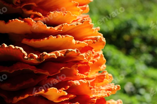Preview: Large parasitic mushroom. Crab-of-the-woods, sulphur polypore, sulphur shelf or chicken-of-the-woods
