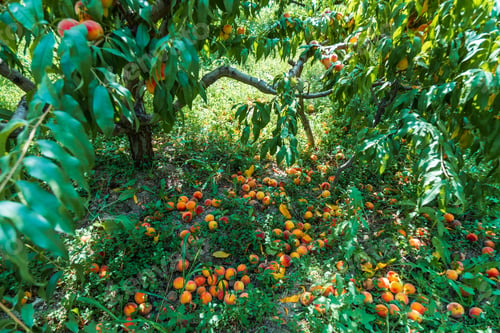 Preview: Rotten peaches laying on the ground