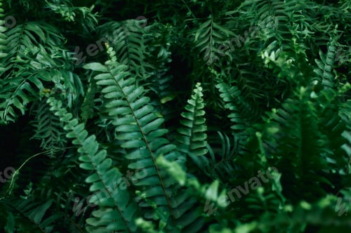 Preview: green fern in the forest