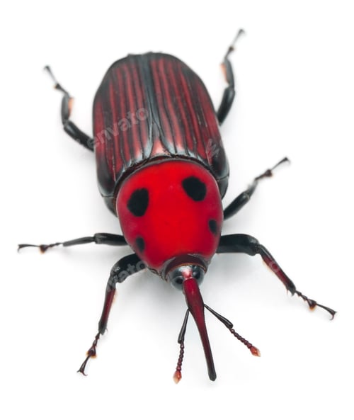 Preview: Female Red palm weevil, Rhynchophorus ferrugineus, 3 weeks old, in front of white background