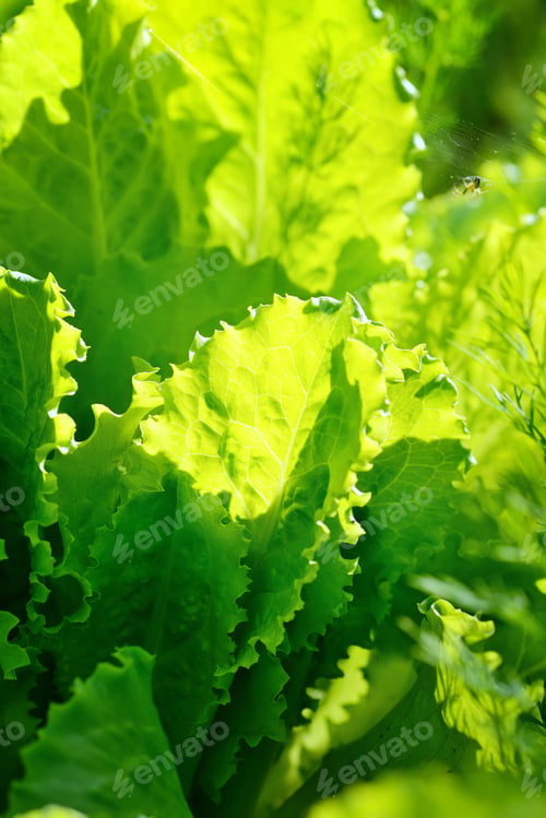 Preview: Fresh lettuce salad in sunlight, leaves background