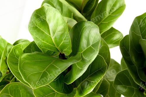Preview: Close up of a Fiddle-leaf fig plant on white background