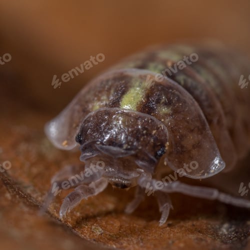 Preview: Macro shot of Roly-poly (Armadillidium Vulgare) terrestrial isopod