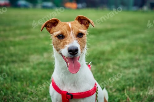 Preview: Happy dog portrait in green field outdoors