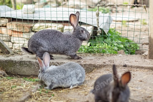 Preview: Rabbits exploring their enclosure at a small farm during the afternoon