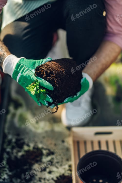 Preview: Man gardener working in a greenhouse and transplanting a plant