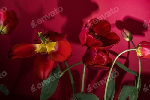 Preview: Abstract blurred background - red tulips Tulip flowers background for postcard or banner, copy space