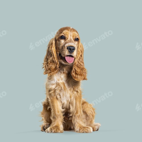 Preview: Studio shot of adorable english cocker spaniel sitting and panting against light green background