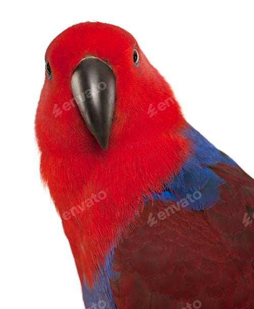 Preview: Portrait of Female Eclectus Parrot, Eclectus roratus, in front of white background