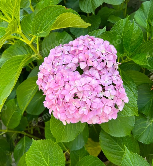Preview: Beautiful hydrangea with inflorescences and green leaves in a Country Cottage Garden.