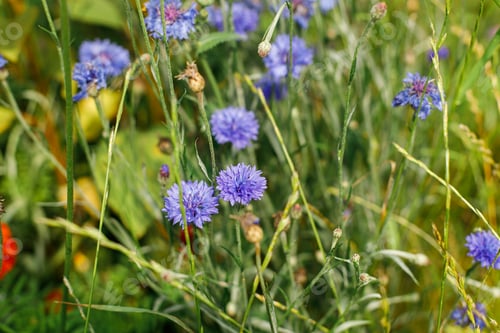 Preview: Cornflower in wild countryside garden