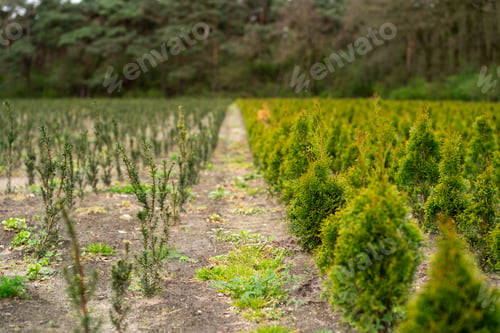 Preview: A plantation of young conifer trees