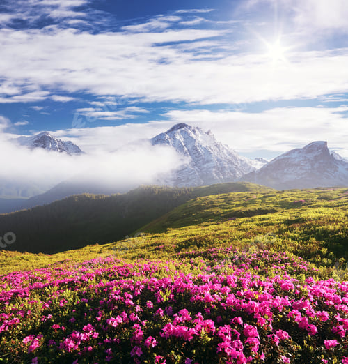Preview: Summer landscape with pink flowers in the mountains