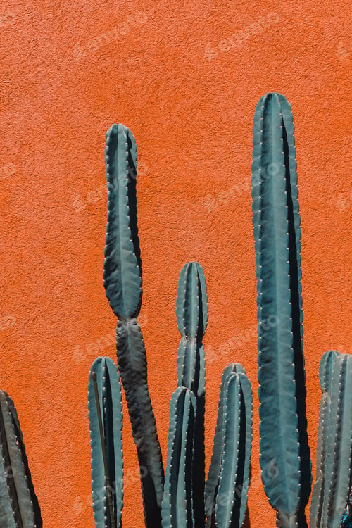 Preview: Green cactus
