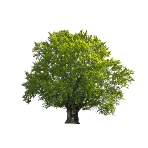 Preview: Large old beech tree with lush green leaves