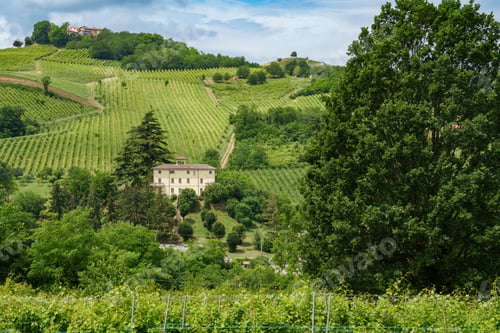 Preview: Hills of Oltrepo Pavese at June. Vineyards
