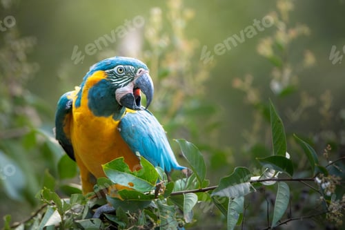 Preview: Blue and yellow macaw in nature.