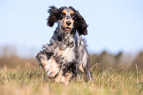 Preview: Closeup of the English Cocker Spaniel. Animal portrait.