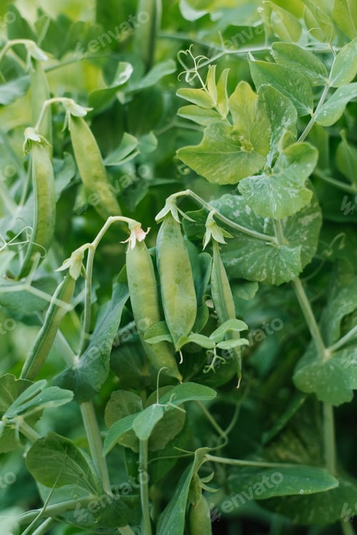 Preview: Green Pea Pods Ripen on a Bush in the Summer in the Garden
