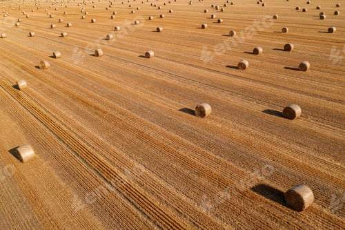 Preview: Aerial view of rolled hay bales in harvested wheat field from drone pov