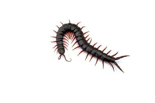 Preview: Giant centipede isolated on white background