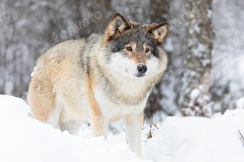 Preview: Beautiful wolf standing in the snow in beautiful cold winter forest