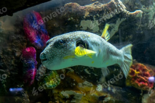 Preview: White dotted puffer fish in aquarium