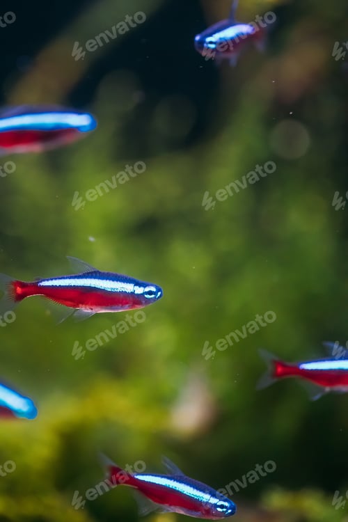 Preview: Cardinal Tetra Fish Swimming In Water