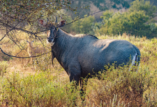 Preview: Nilgai or blue bull is the largest Asian antelope and is endemic to the Indian subcontinent.