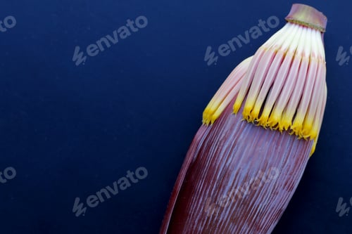 Preview: Blossom of banana tree, Banana flower