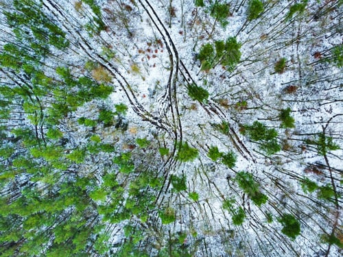 Preview: Winter in the wood - drone shot
