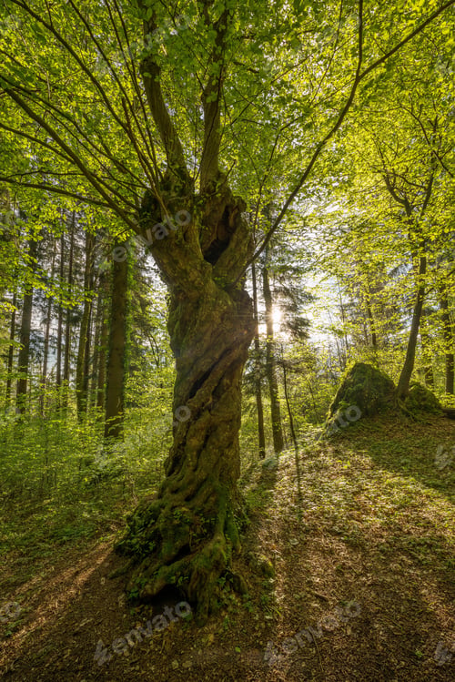 Preview: Path through the magical spring forest