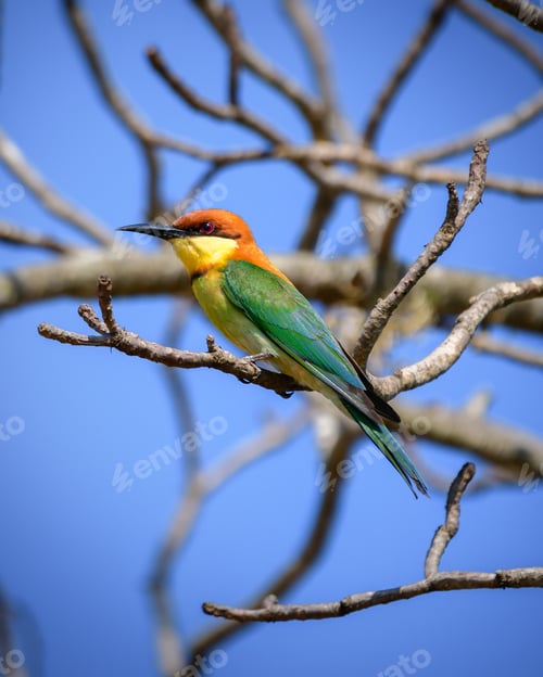 Preview: Chestnut-headed bee-eater bird portrait (Merops leschenaulti) at Yala National Park.