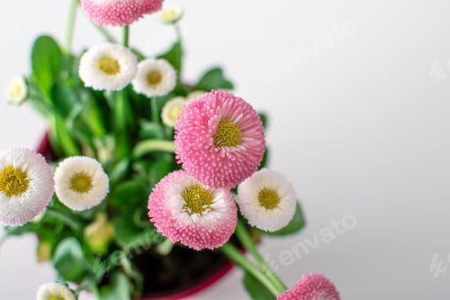 Preview: Top view of pink english daisy flowers in flowerpot on the table