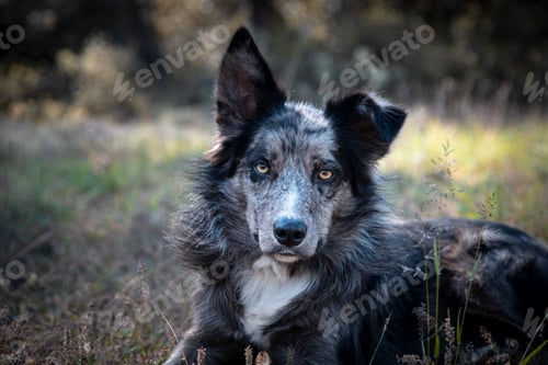 Preview: Adorable Cute Black and Gray Border Collie Lying Down in Field