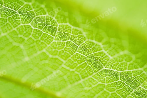 Preview: Extreme close up texture of leaf veins