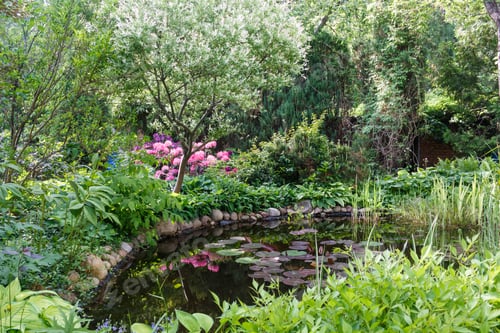 Preview: Decorative trees. shrubs and flowers in the garden with pond