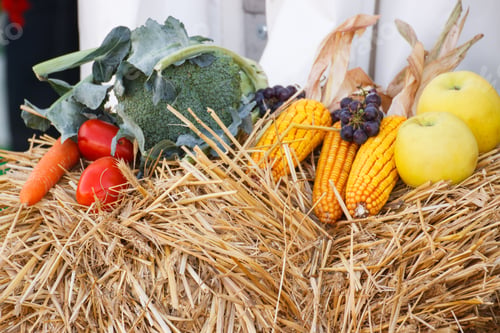 Preview: Fresh Harvested Vegetables and Fruits Displayed on Hay
