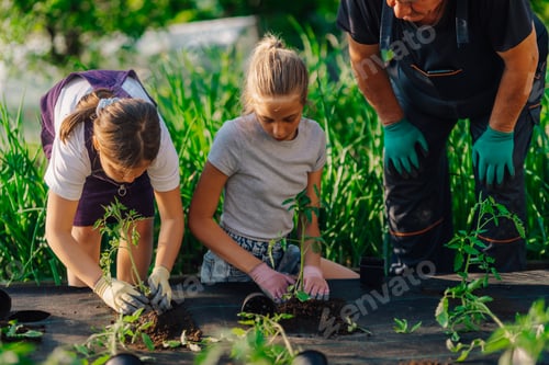 Preview: Farmer helping granddaughters planting tomato seedlings in garden