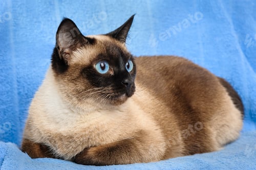 Preview: siamese cat closeup