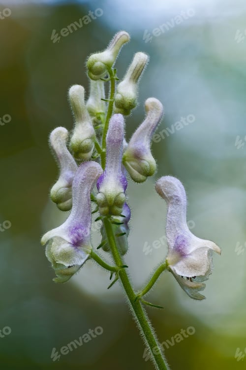 Preview: White Monkshood (Aconitum Alboviolaceum).