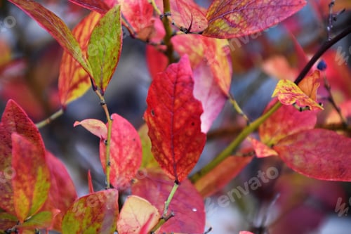 Preview: red autumn colours on blueberry leaves