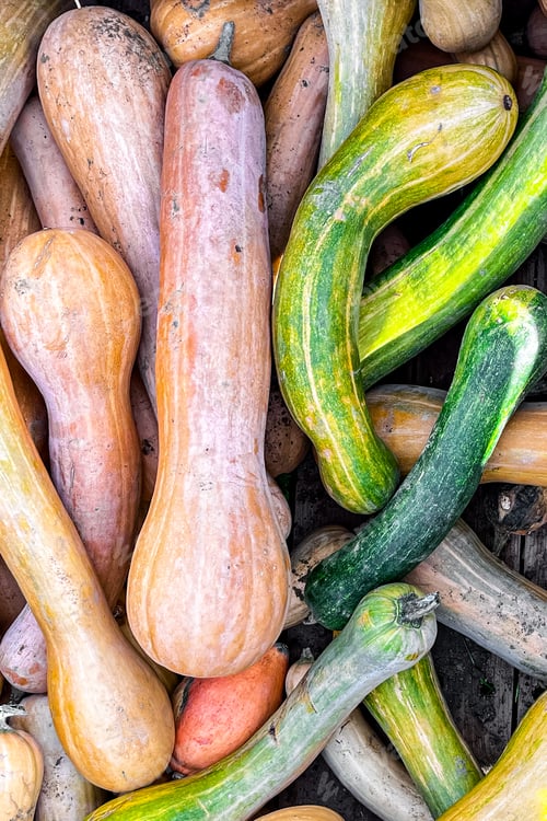 Preview: pumpkin varieties harvest different types and of pumpkin fresh food outdoor copy space food