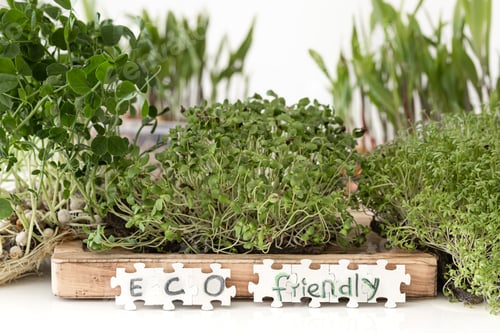 Preview: Radish microgreens with seeds and roots. Germination of seeds at home.