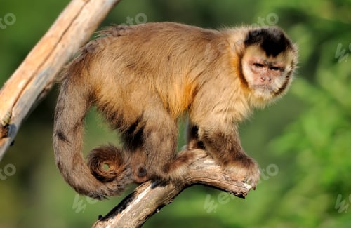 Preview: Capuchin monkey