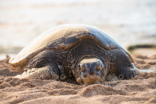 Preview: Hawaiian Green Sea Turtle