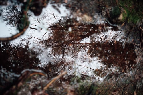 Preview: Mystical Forest Reflection in a Water Puddle
